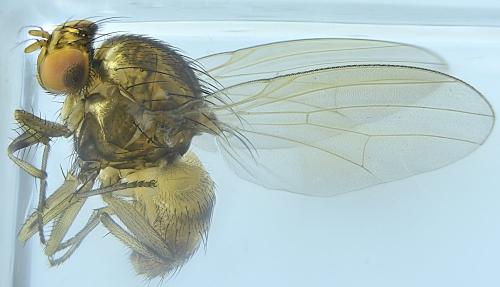 Réf. 344 495 : Minettia fasciata